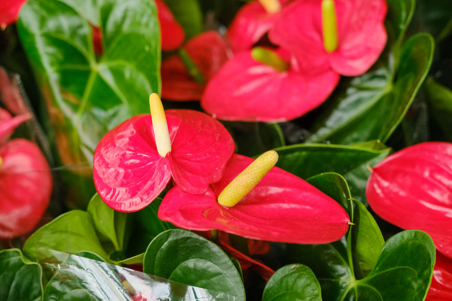 紅掌四季養護方法