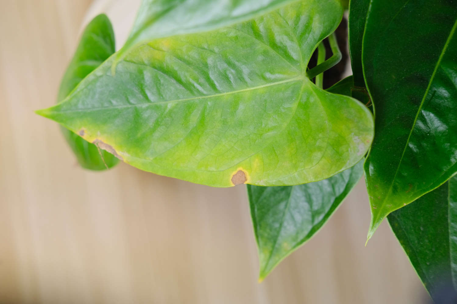 紅掌澆水施肥方法