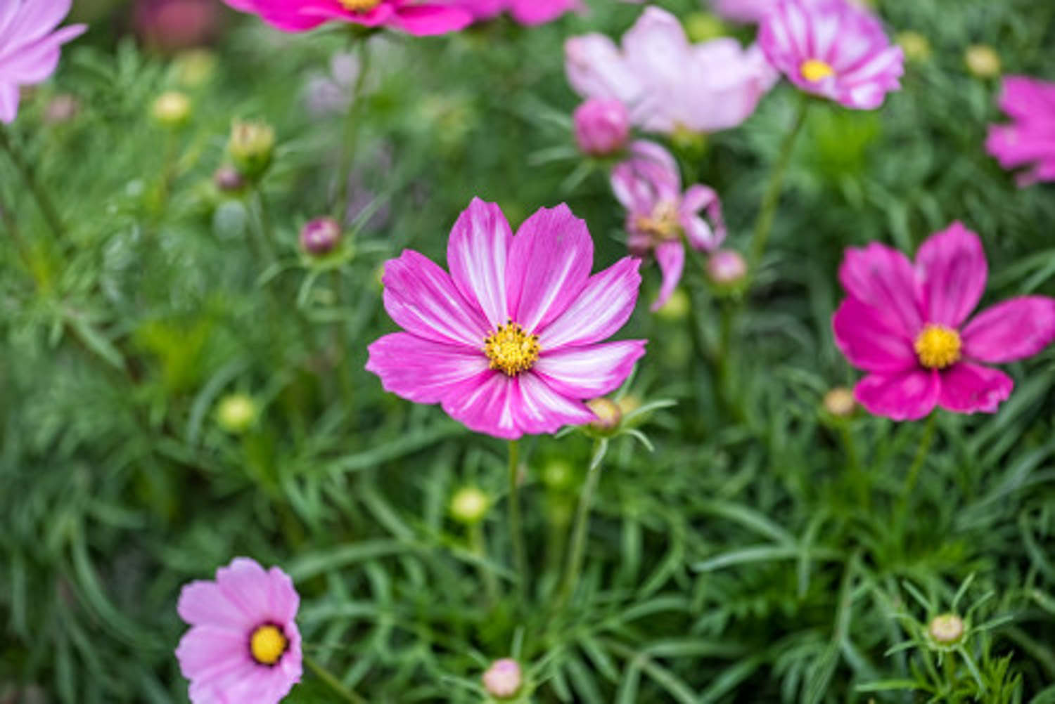 格桑花怎么種