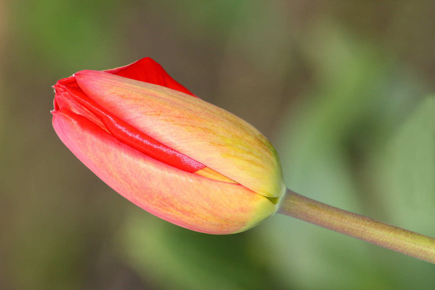 如何使郁金香年年開(kāi)花