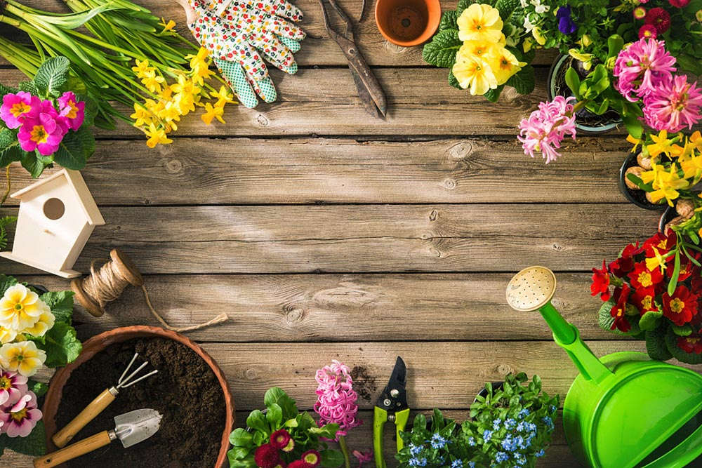 冬天養花妙招