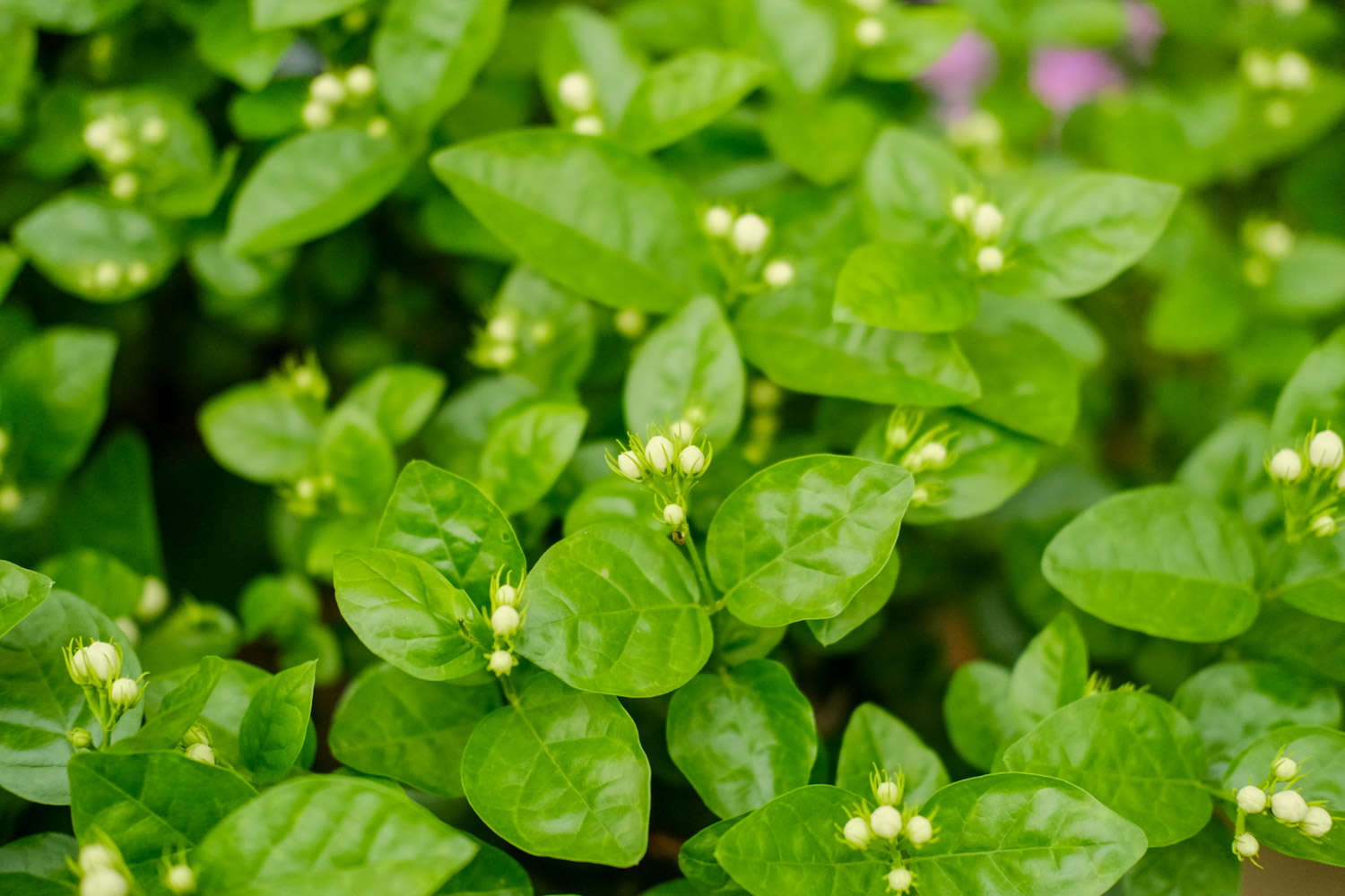 茉莉花掉葉子怎么解決，怎么處理