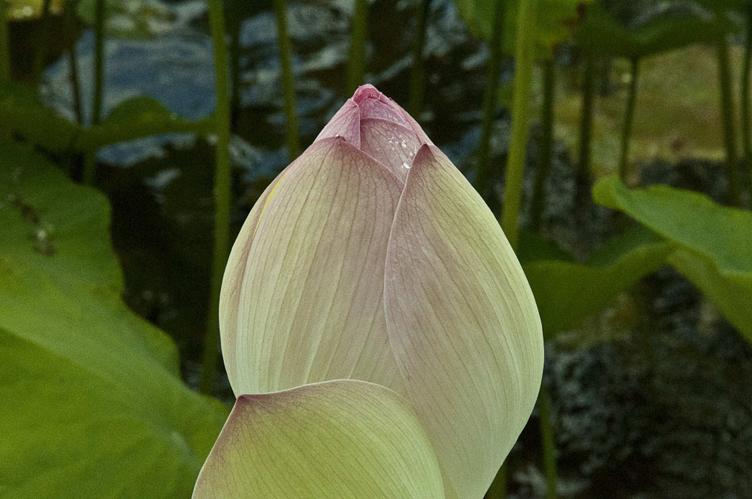 荷花種子怎么發(fā)芽