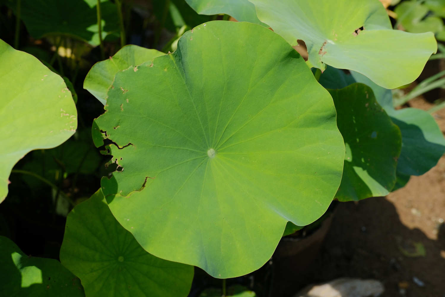 荷花種子怎么發(fā)芽