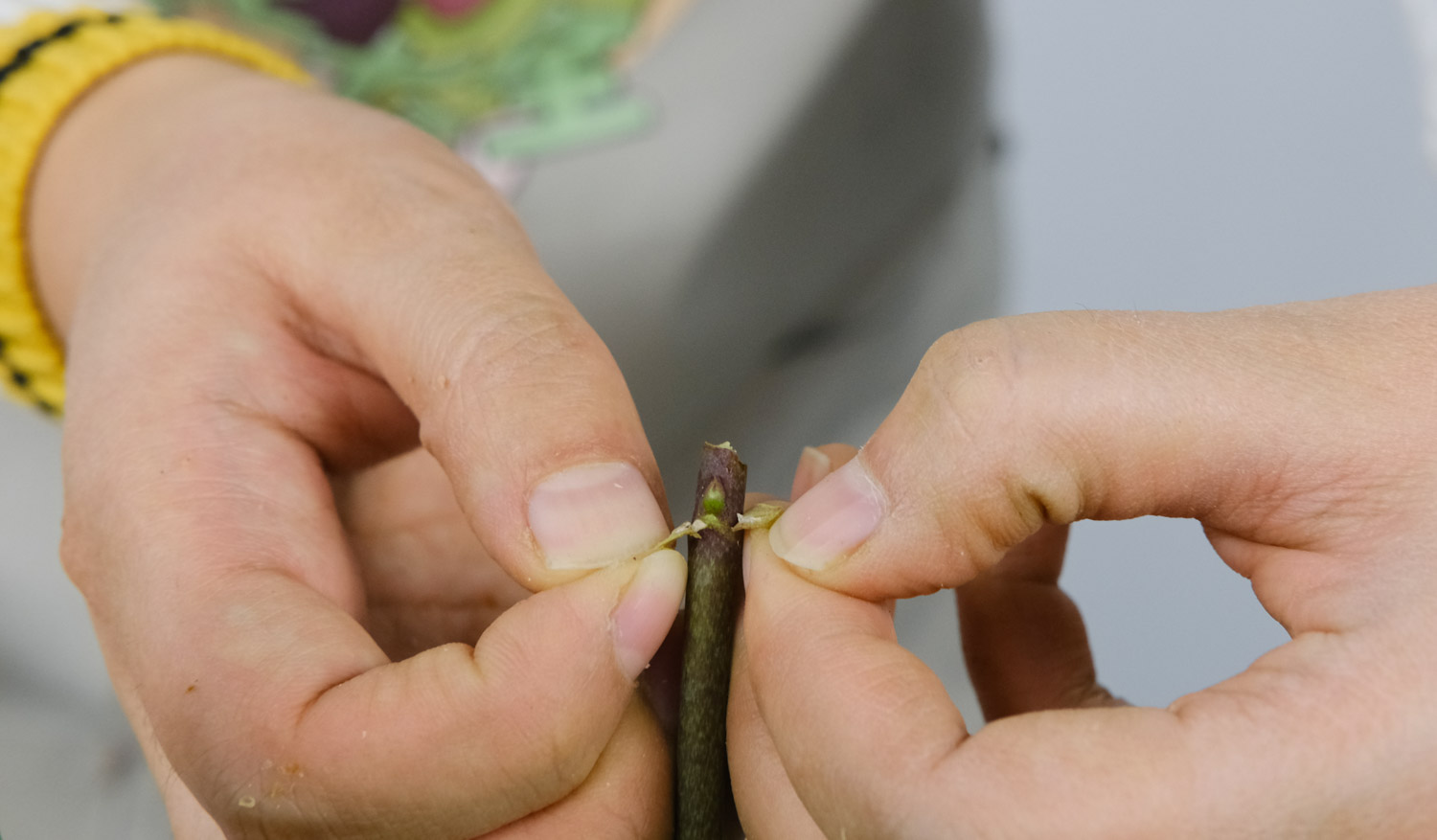 蝴蝶蘭的養(yǎng)殖方法和要注意的事項