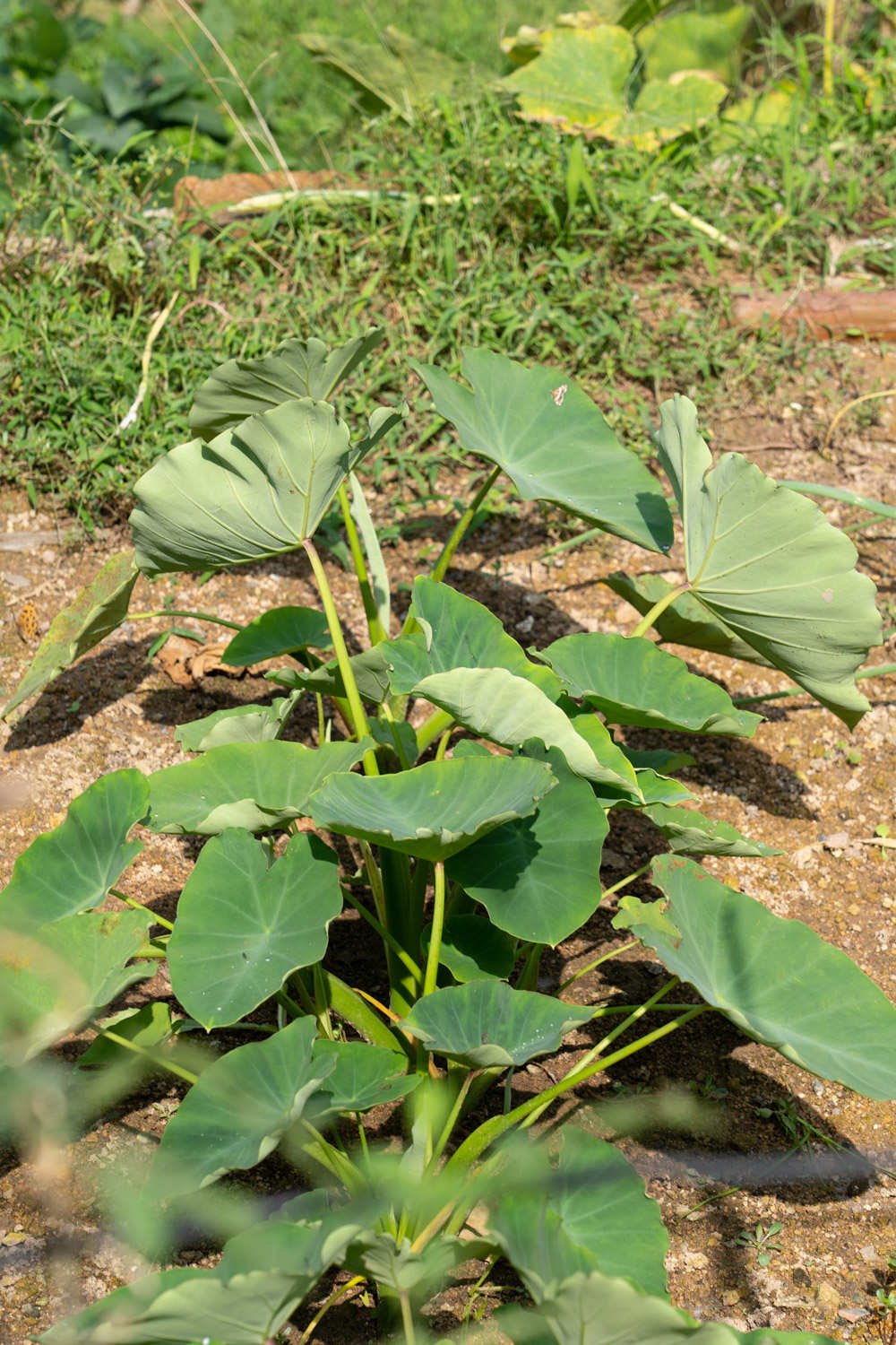 家庭種植芋頭的方法