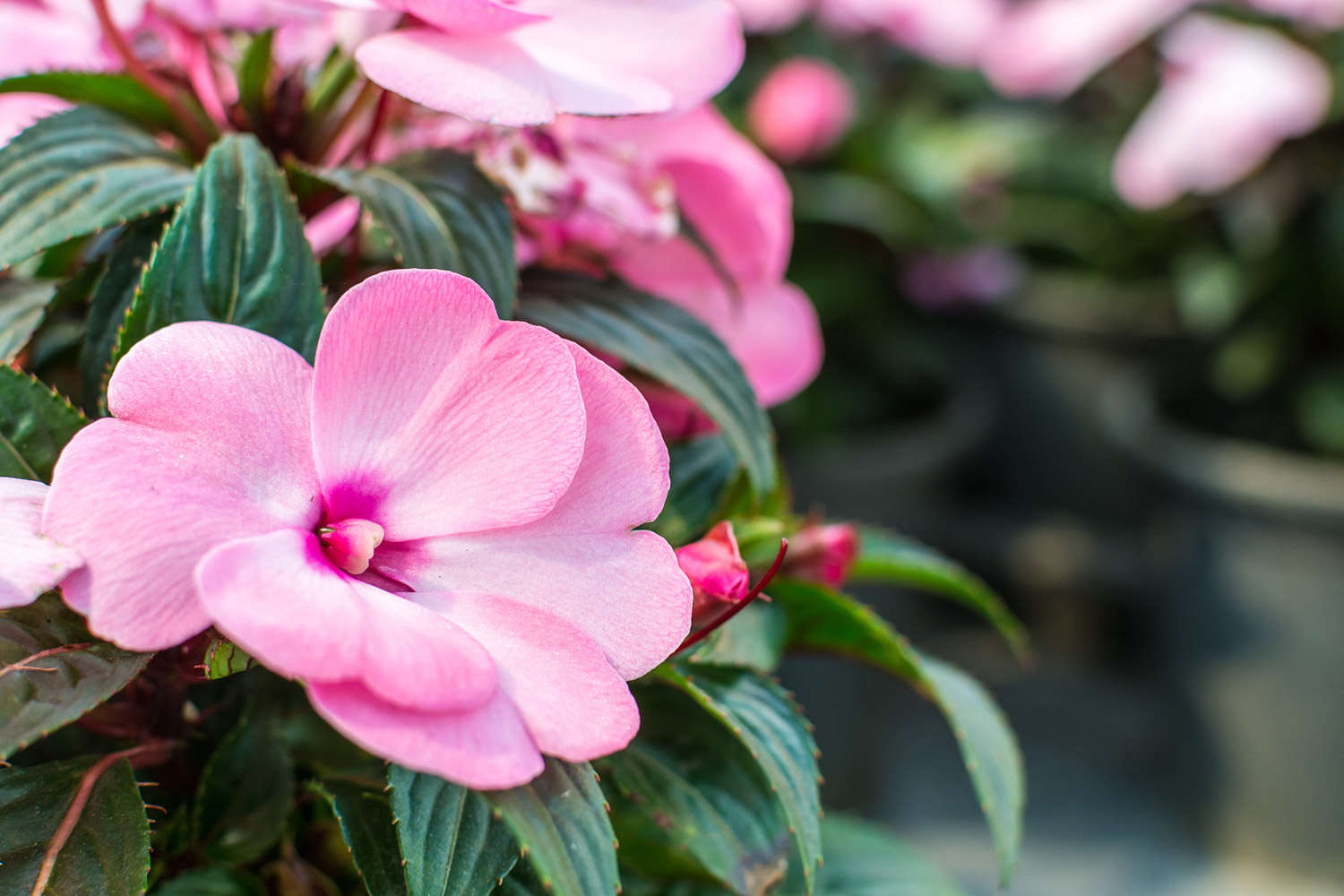 鳳仙花葉子發黃怎么解決，怎么處理