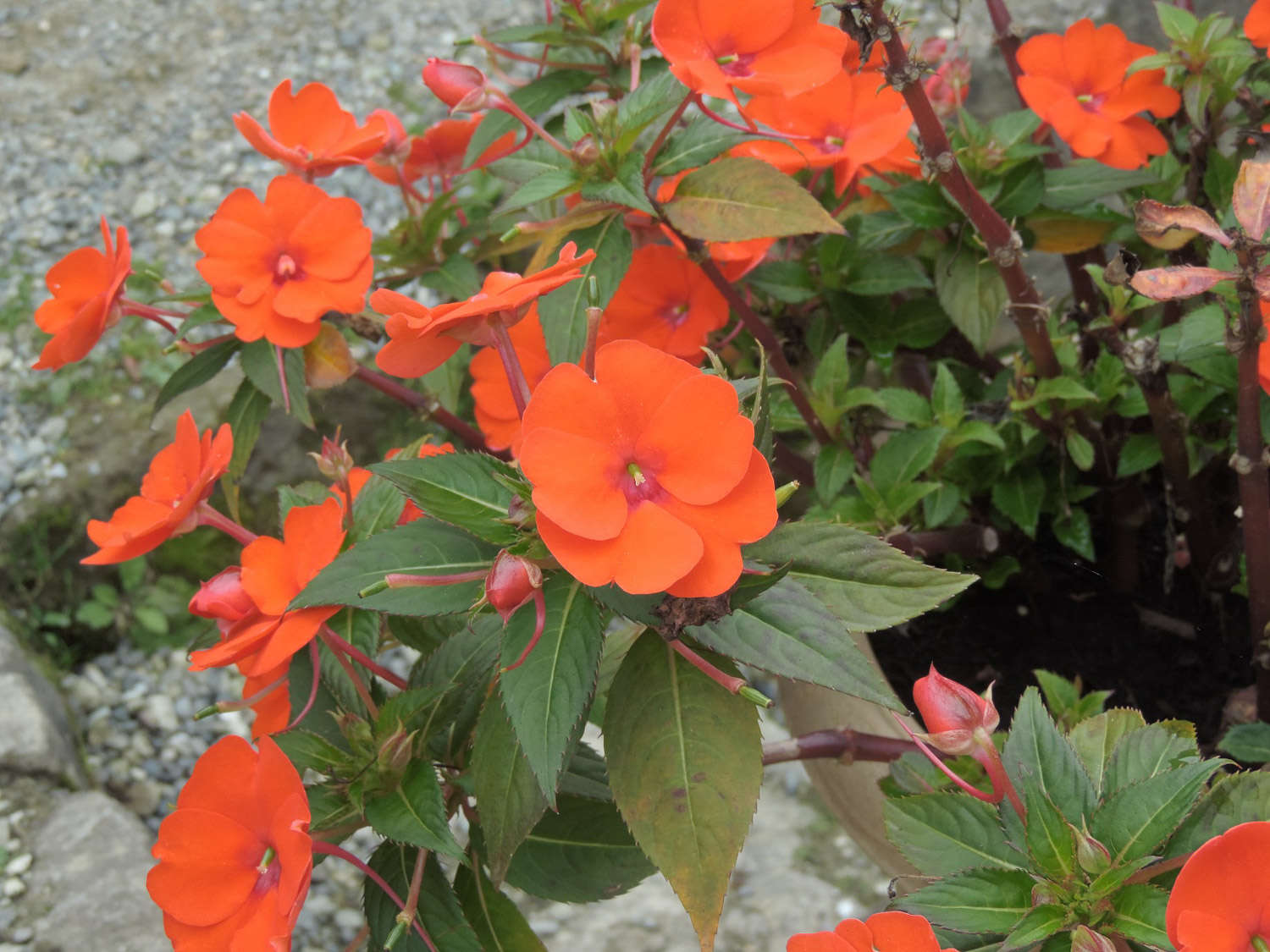 鳳仙花葉子發黃怎么解決，怎么處理