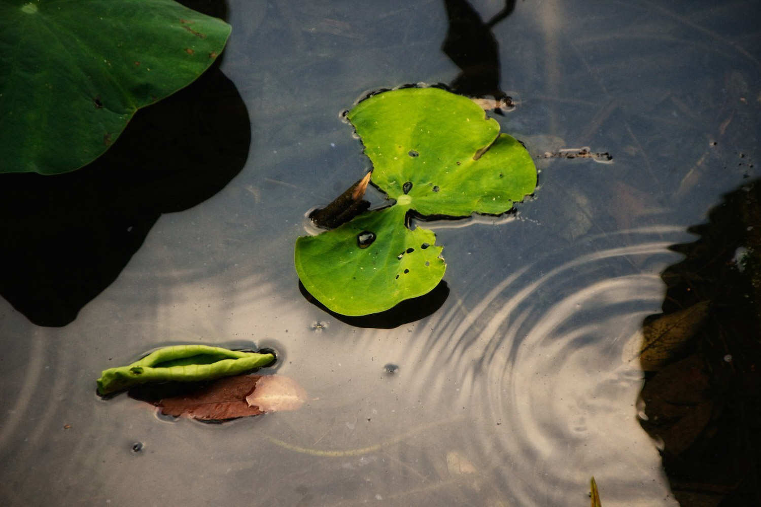 蓮花的葉子發黃怎么解決，怎么處理