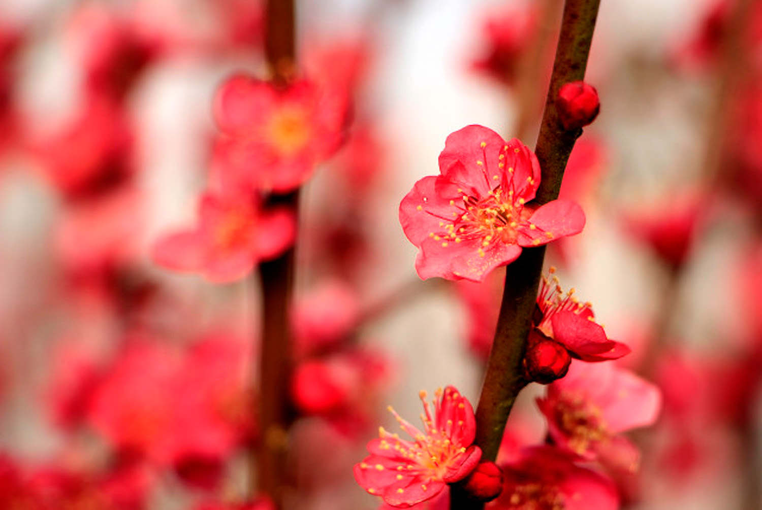 梅花葉子發黃怎么解決，怎么處理