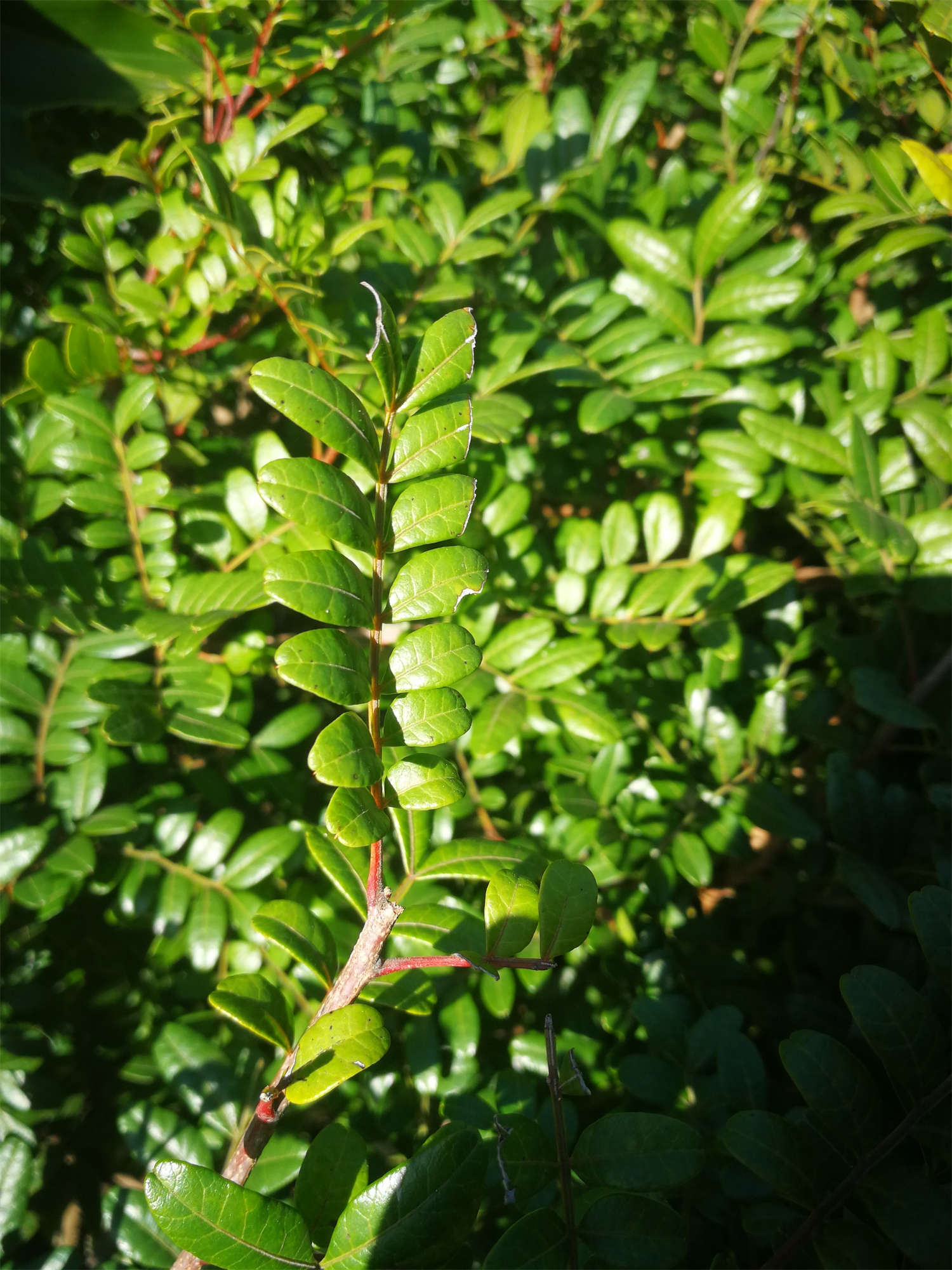 清香木葉子發(fā)黃怎么解決，怎么處理