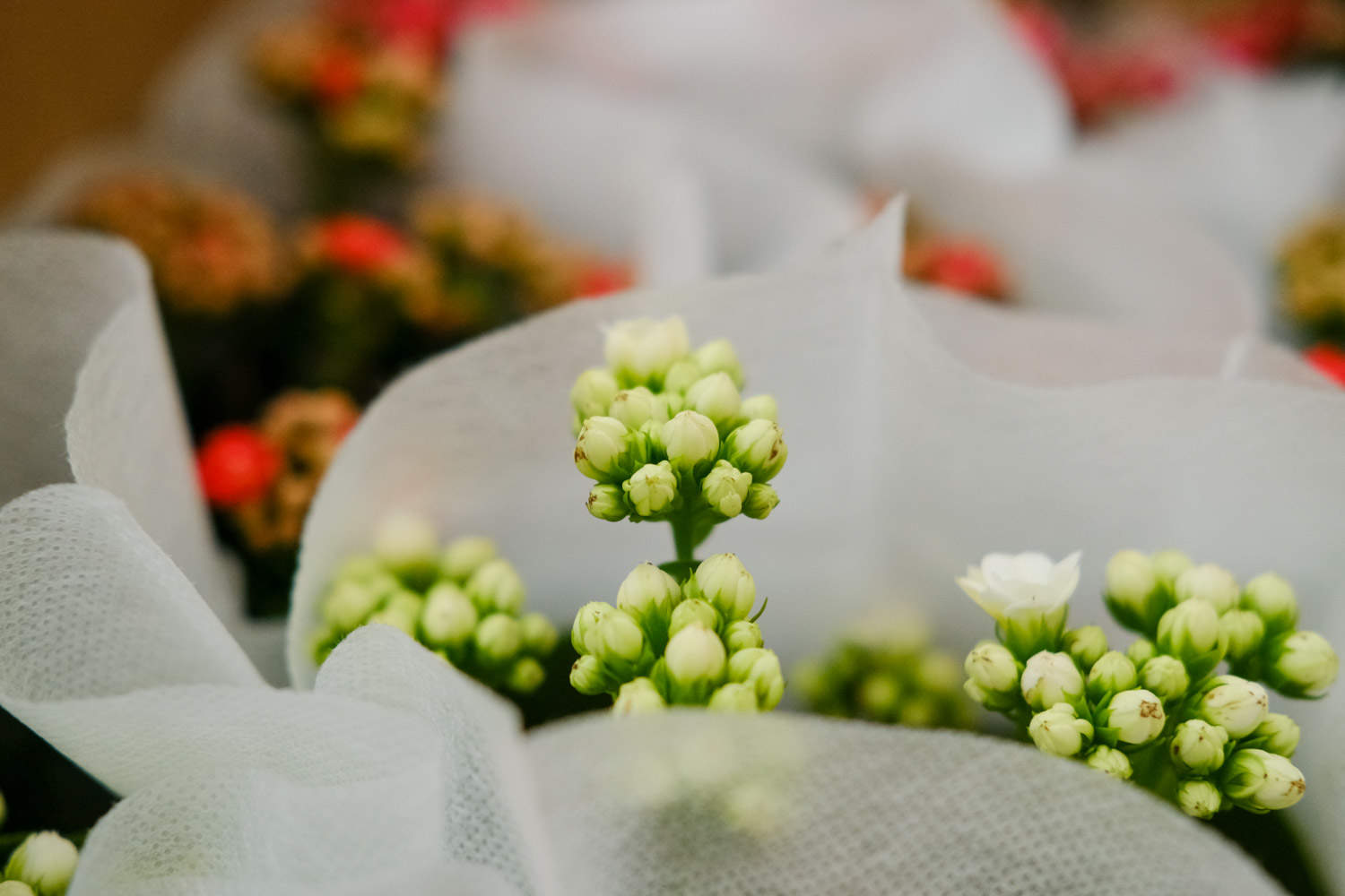 長壽花葉子發黃發軟怎么解決，怎么處理