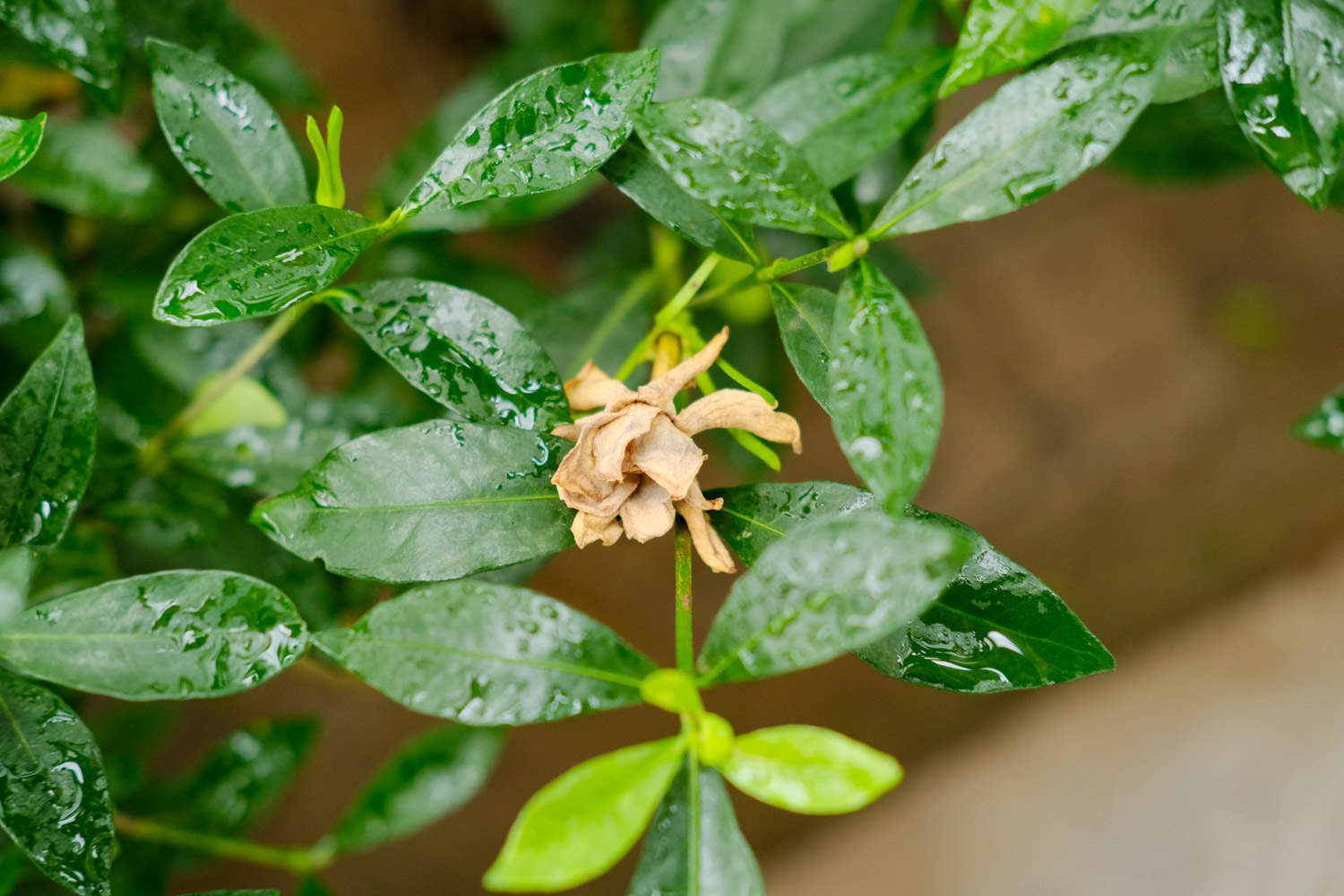 梔子花葉子發(fā)黃是什么原因