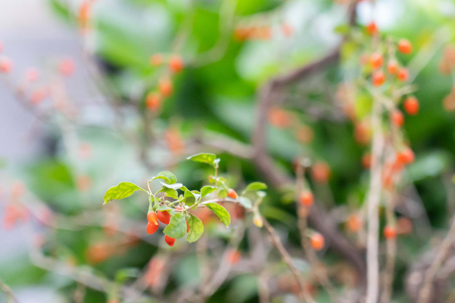 枸杞的種植技術