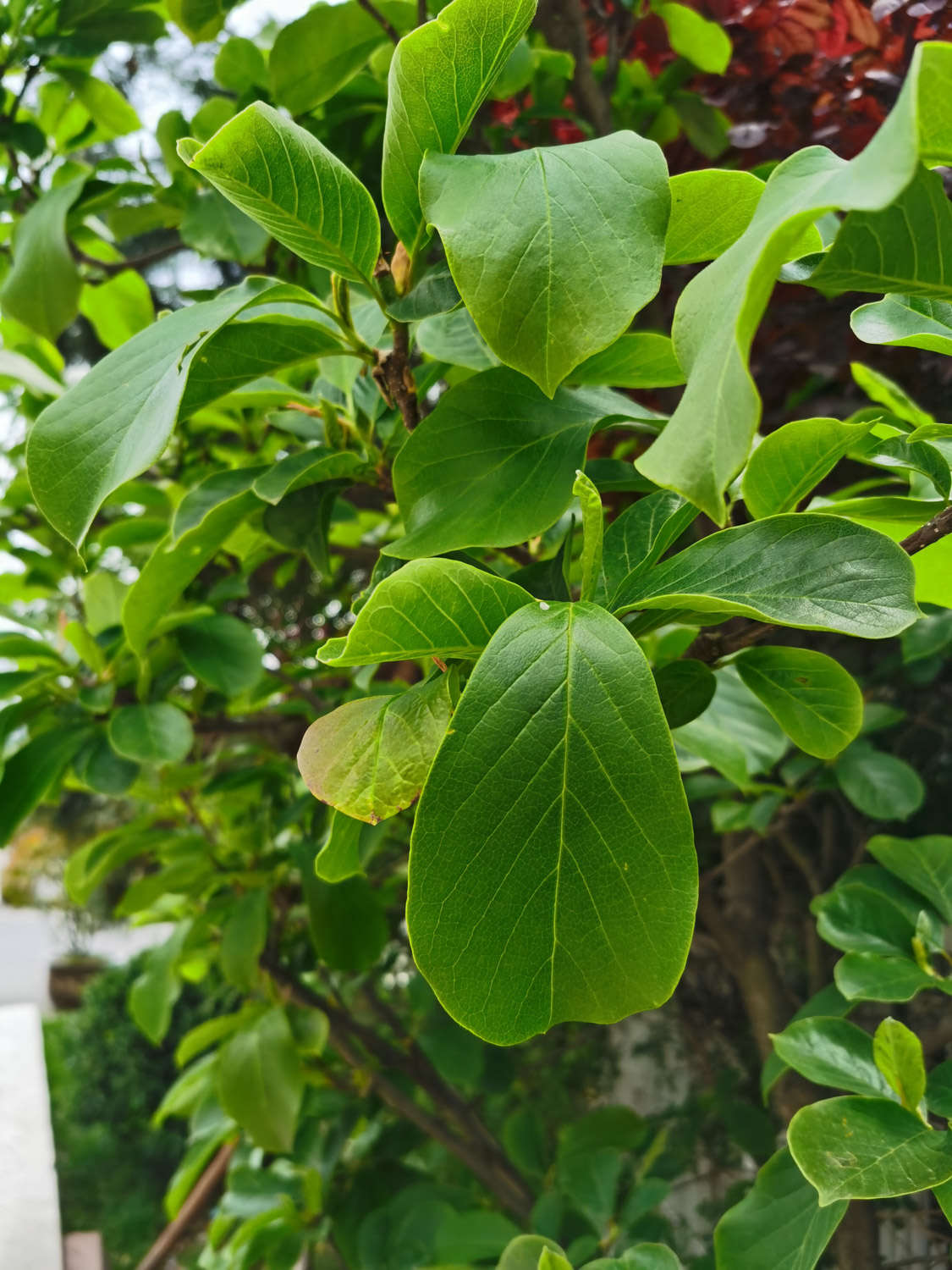 白蘭花四季養護管理