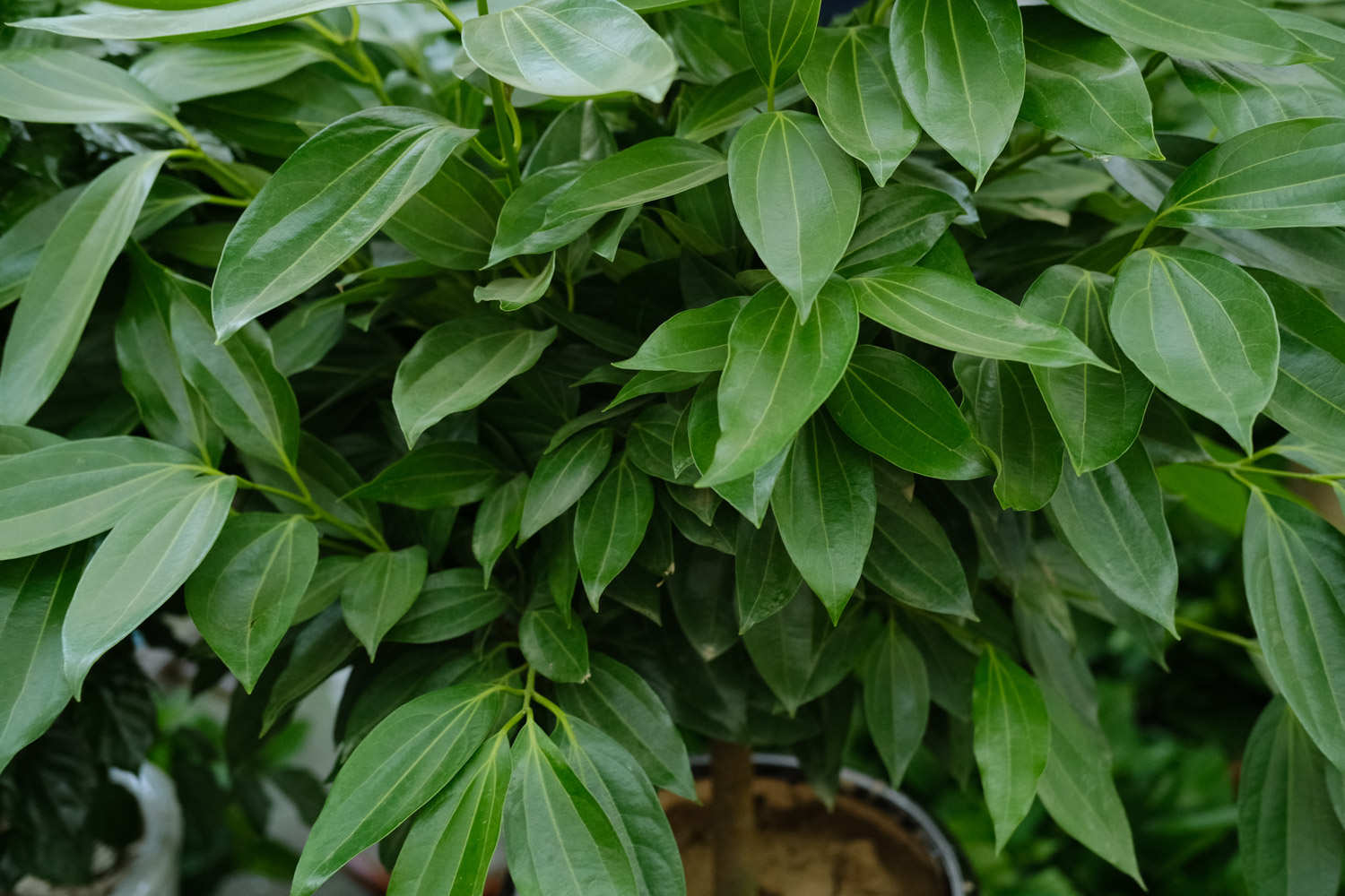 平安樹的葉子“皺巴巴”，4個小方法，幫它恢復(fù)往日生機(jī)！