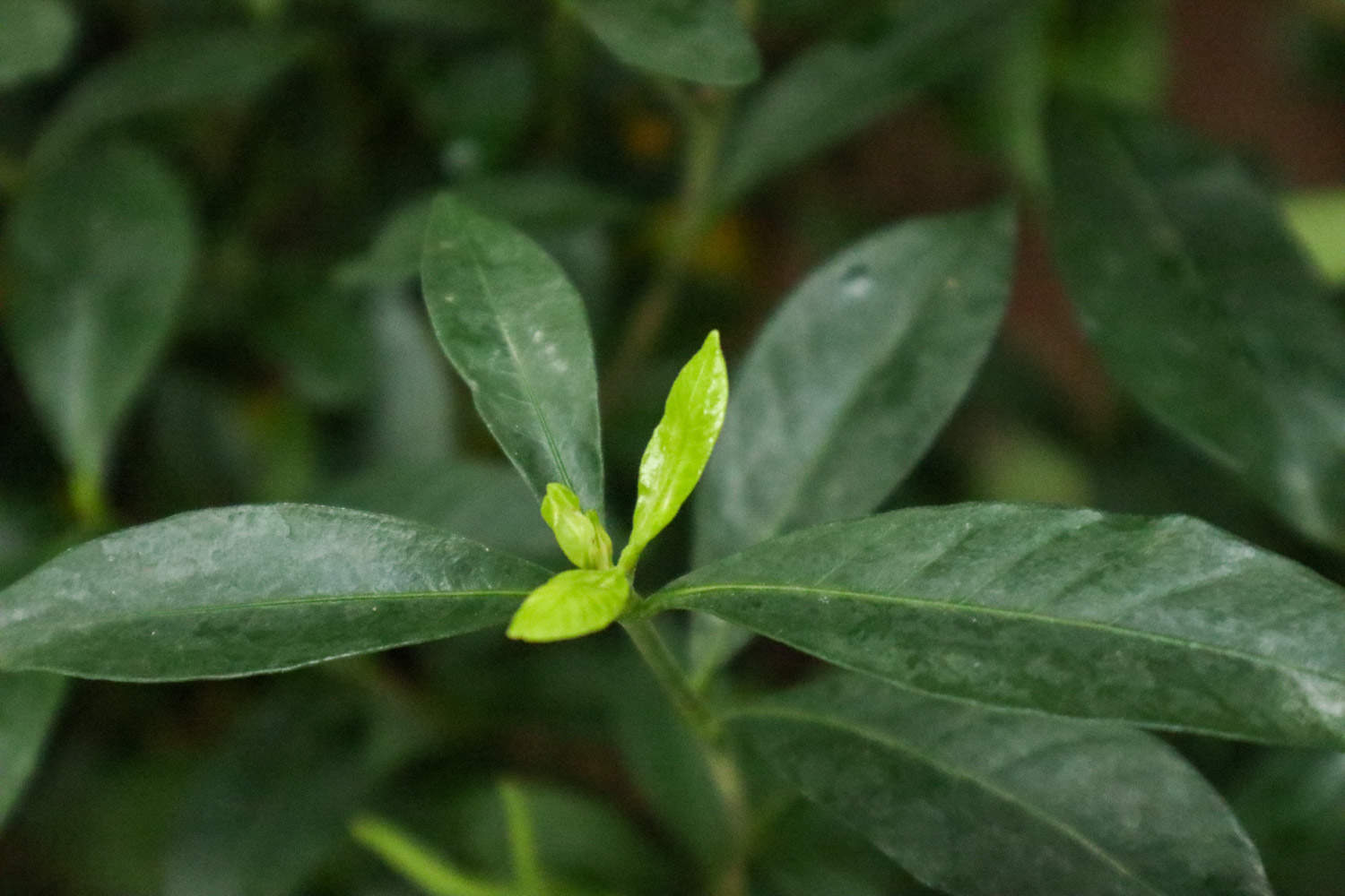 梔子花怎么繁殖