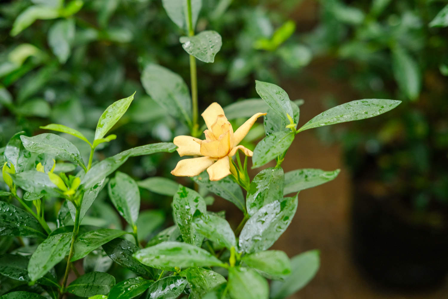 梔子花怎樣換盆