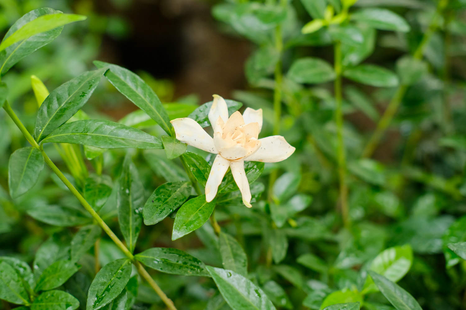 梔子花怎樣換盆