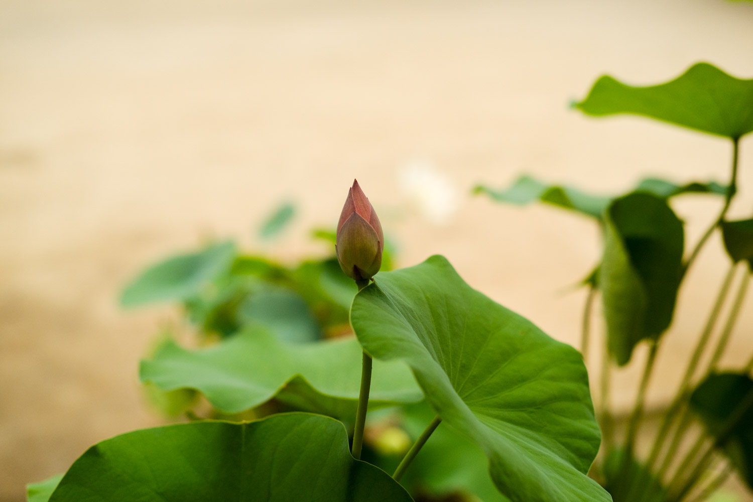 荷花竹葉子發(fā)黃怎么解決，怎么處理