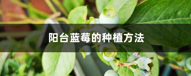 <strong>陽(yáng)臺(tái)藍(lán)莓的種植方法</strong>