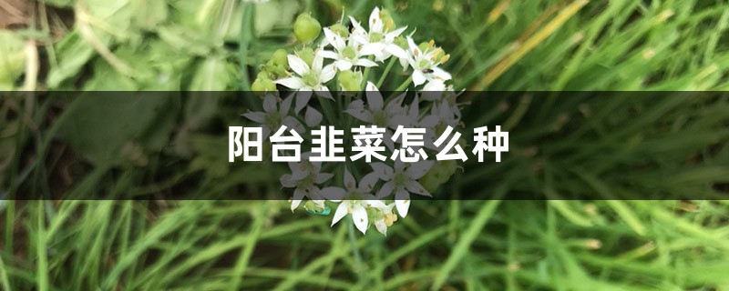 <strong>陽臺韭菜怎么種</strong>