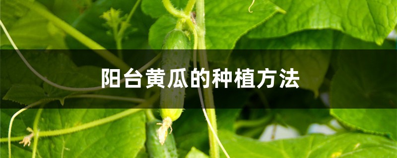 <strong>陽臺黃瓜的種植方法</strong>