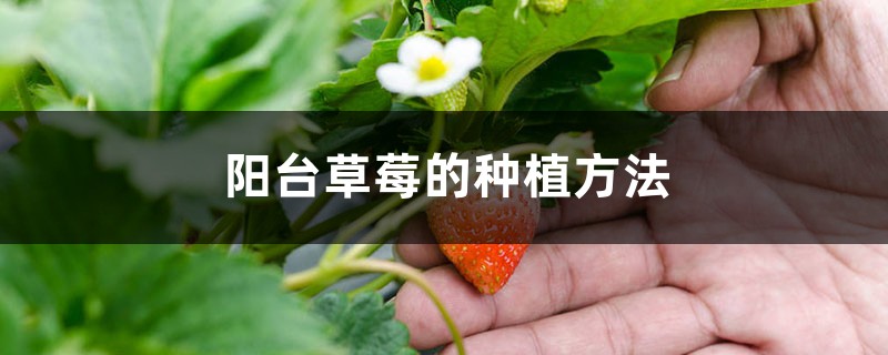 <strong>陽臺草莓的種植方法</strong>