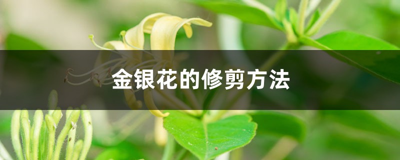 <strong>金銀花的修剪方法</strong>