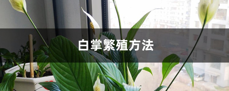 <strong>白掌繁殖方法</strong>