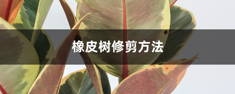 <strong>橡皮樹(shù)修剪方法</strong>