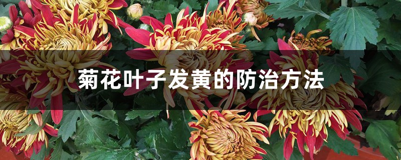 <strong>菊花葉子發(fā)黃的防治方法</strong>