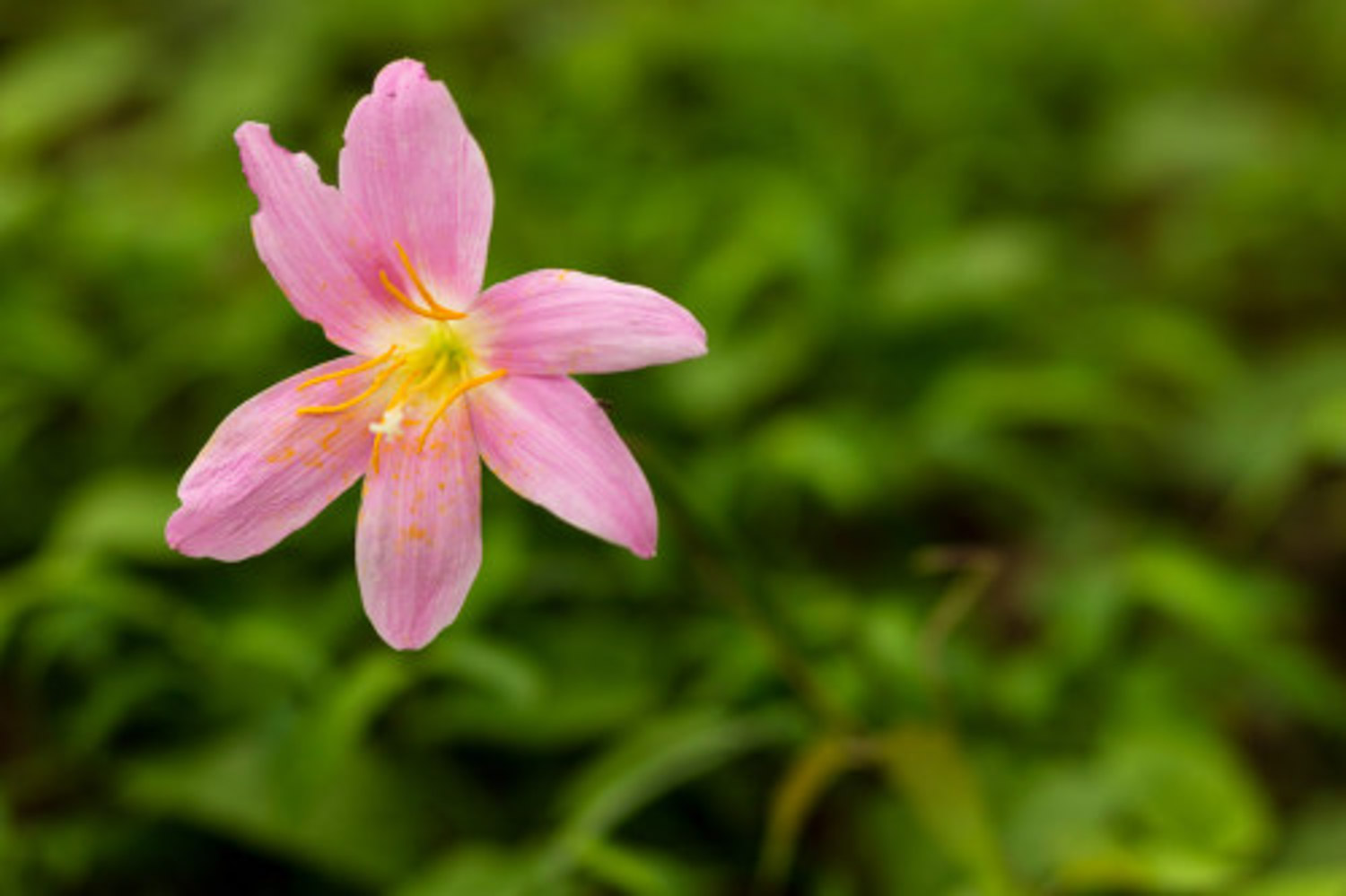 韭菜蓮葉子枯黃怎么解決，怎么處理