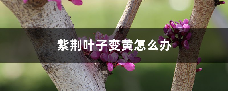 <strong>紫荊葉子變黃怎么解決，怎么處理</strong>