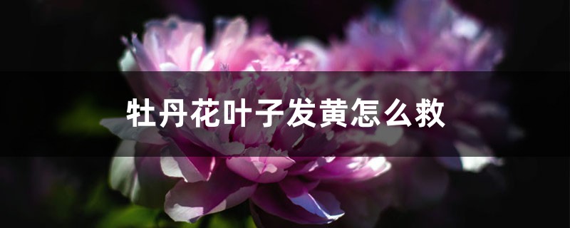 <strong>牡丹花葉子發黃怎么救</strong>