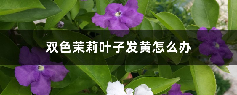 <strong>雙色茉莉葉子發(fā)黃怎么解決，怎么處理</strong>