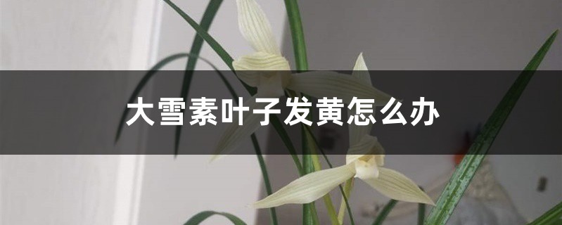 <strong>大雪素葉子發黃怎么解決，怎么處理</strong>