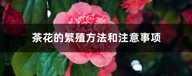 <strong>茶花的繁殖方法和要注意的事項(xiàng)</strong>