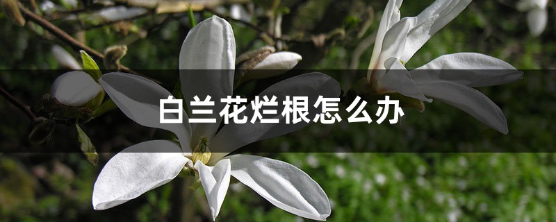 <strong>白蘭花爛根怎么解決，怎么處理</strong>