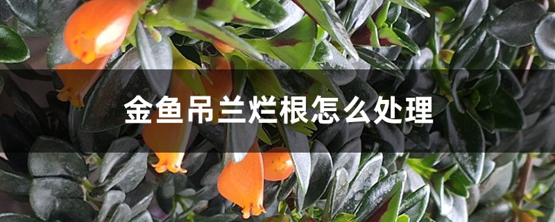 <b>金魚吊蘭爛根怎么處理</b>