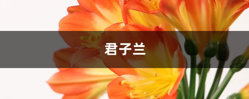 <b>多肉君子蘭...爛根必死！再不救，活不過夏天！</b>