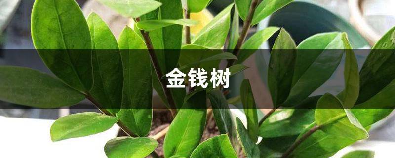 <b>“金錢樹”養(yǎng)了很久沒動(dòng)靜？土里埋上顆“它”，一年葉子長不停！</b>