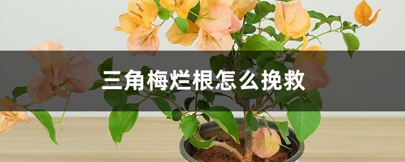 <b>三角梅爛根怎么挽救</b>