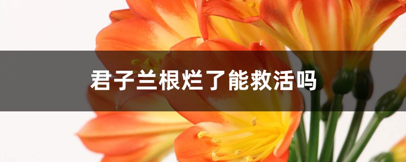 <b>君子蘭根爛了能救活嗎</b>