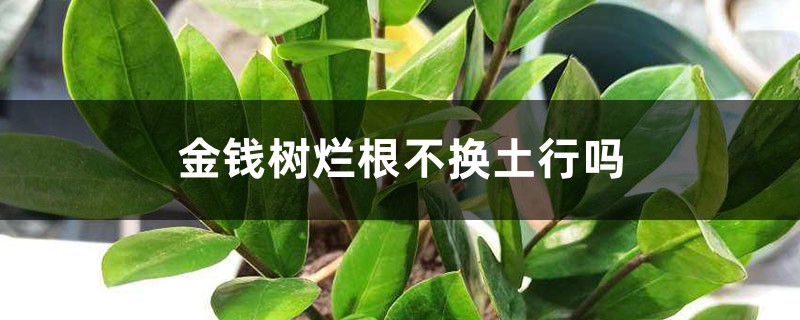 <b>金錢樹爛根不換土行嗎</b>