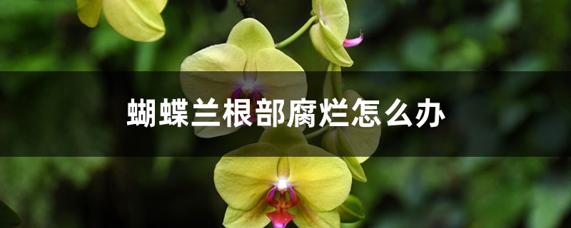 <strong>蝴蝶蘭根部腐爛怎么解決，怎么處理</strong>