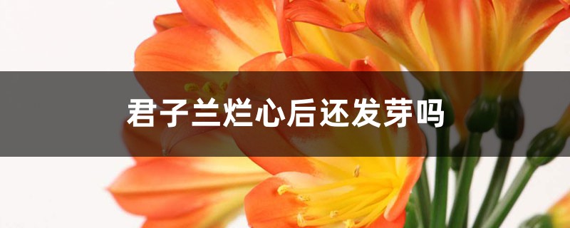 <b>君子蘭爛心后還發芽嗎</b>