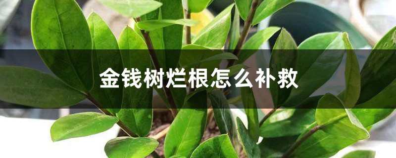 <strong>金錢樹爛根怎么補(bǔ)救，爛根不換土行嗎</strong>