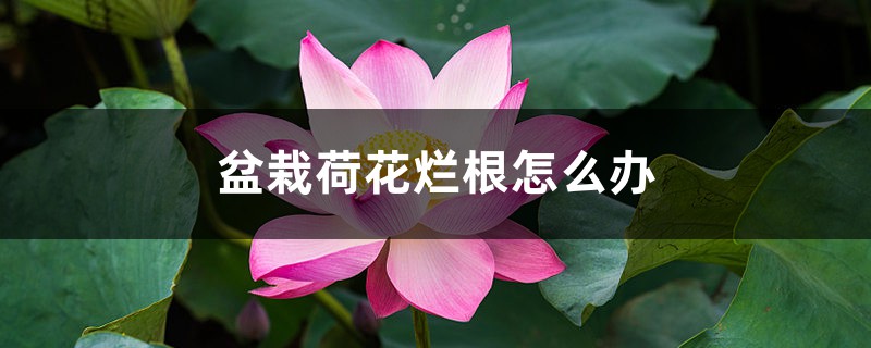 <strong>盆栽荷花爛根怎么解決，怎么處理，盆栽荷花爛根的原因和解決</strong>