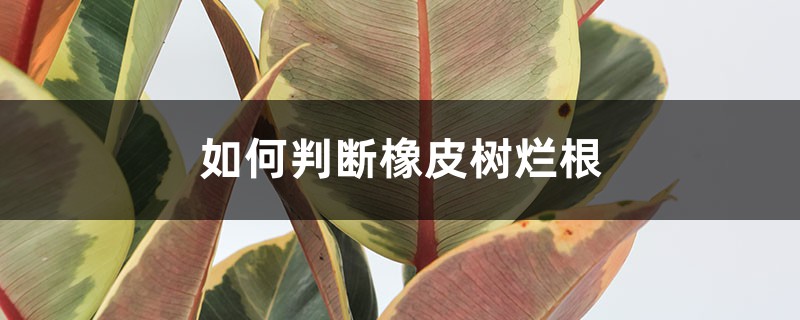 <b>如何判斷橡皮樹爛根</b>